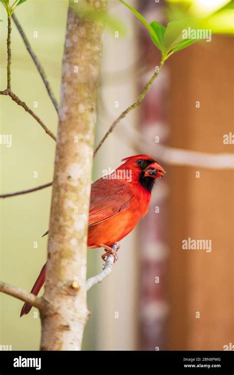 Male Northern Cardinal Bird Cardinalis Cardinalis Perched On A Tree