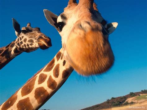 Funny Giraffe Wallpapers 1920×1200 Funny Giraffe Pictures Wallpapers