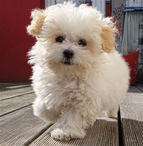 These Just Might Be The Most Adorable Dogs In The World Maltese