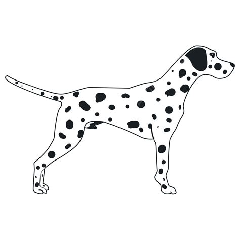 Standing Dalmatian Dog Dalmatian Dog Dog Dalmatian Png And Vector