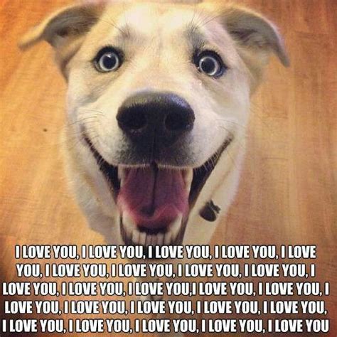 I Love You Dogs Crazy Dog Lady Dog Memes