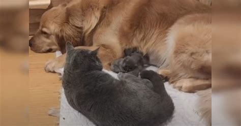 Golden Retriever Comforts Cat And Baby Kittens