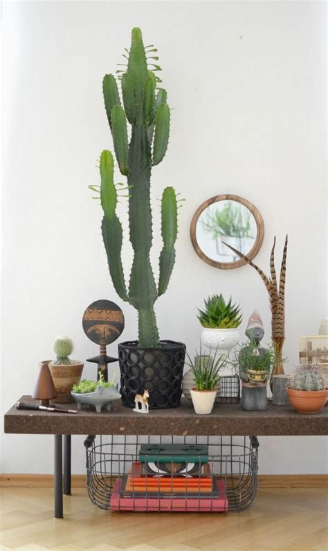 Indoor Cactus Garden Ideas To Display Your Collection In A Fantastic