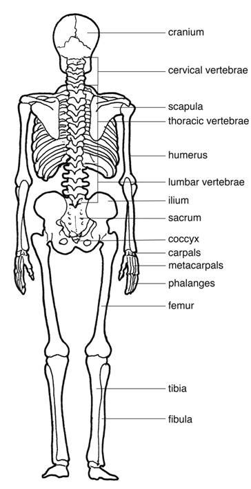 Human Skeleton Diagram Posterior View