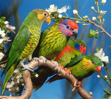 Flowers For Flower Lovers Beautiful Flowers Parrots Birds