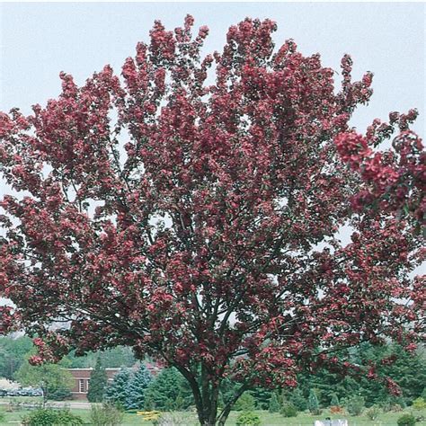 364 Gallon Pink Red Baron Crabapple Flowering Tree In Pot With Soil