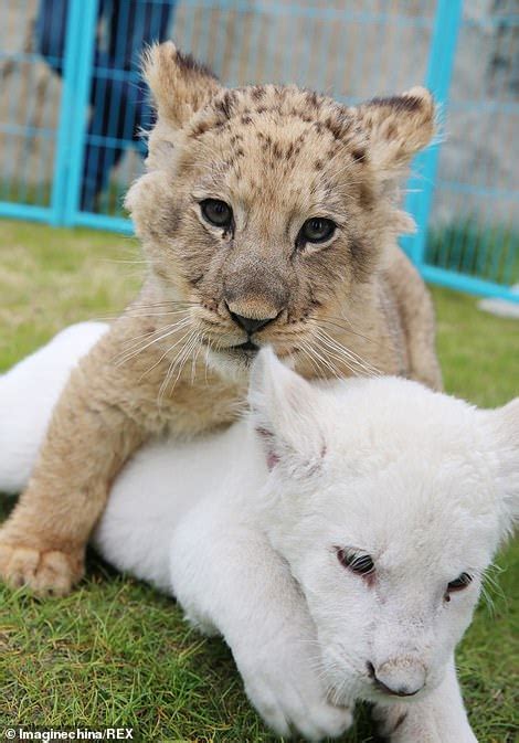 Rare White Lion Cub Named Simba Frolics With Its Playmate During Public