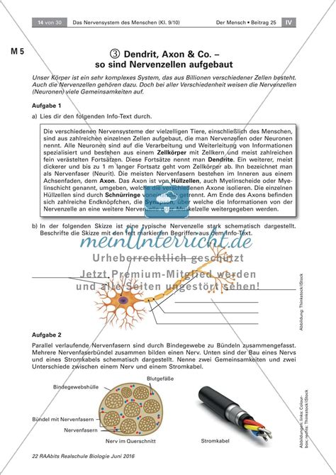 Unser nervensystem, lateinisch systema nervosum genannt, umfasst die gesamtheit. Lerntheke zum Nervensystem des Menschen - meinUnterricht