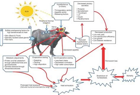 Physiological Responses In Buffalo In Response To Heat Stress Download Scientific Diagram