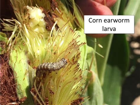 Bug with varying coloration, more often light brown, 12 mm in length. infest corn ears | Extension Entomology