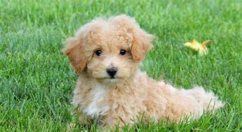 Miniature Poodle Mixmeet Treasure A Puppy For Adoption