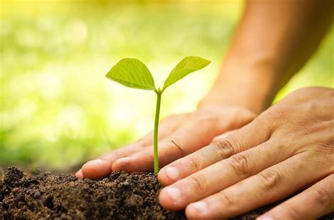 Plant And Nurture The Tree Of Your Happiness Enc News
