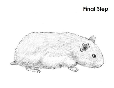 How To Draw A Hamster Kreslení