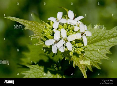 Invasive Mustard Plant Hi Res Stock Photography And Images Alamy