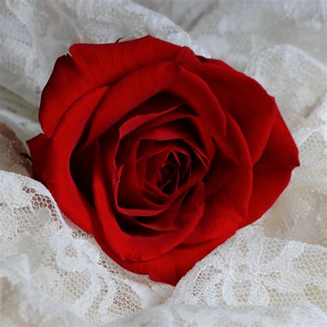 descubra 99 kuva une rose rouge prix vn