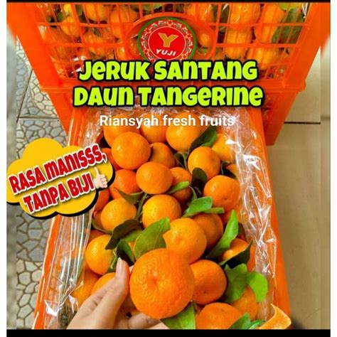 Jual Jeruk Santang Daun Shopee Indonesia
