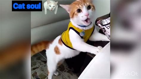 Cats Funny Videos Compilation Moments 5 Youtube