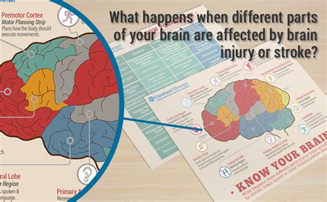 What Happens When Different Parts Of Your Brain Are Affected By Brain