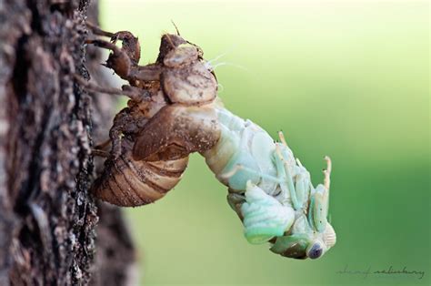 After six to 10 weeks, young. Cicada Metamorphosis