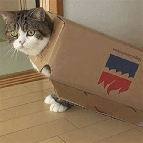 Design and share your own levels. 19 Irresistible GIFs of Cats in Boxes from GifGuide and ...