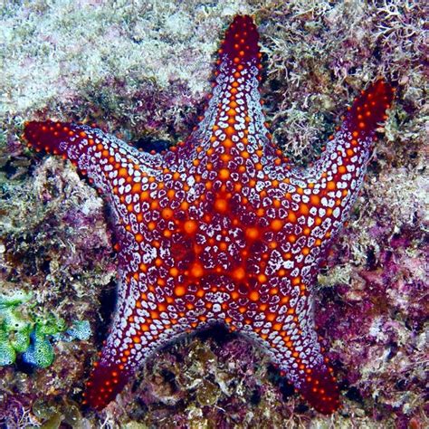 Cushion Starfish Beautiful Sea Creatures Deep Sea Creatures Sea