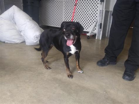 Maybe you would like to learn more about one of these? Jefferson County Animal Control Adoption Search Results