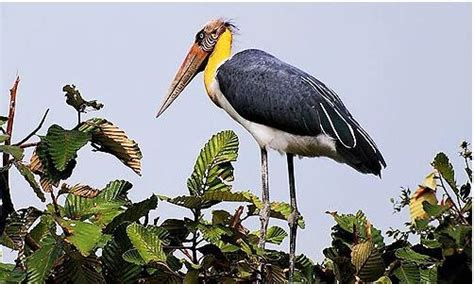 Asia Explorer Travel Birds Seen In Cambodia