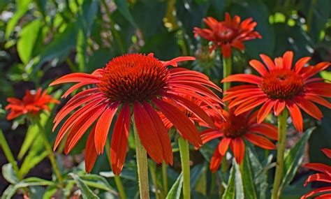 That being said, deadheading is the primary maintenance for coneflowers. 7 Reasons Why You Should Grow Purple Coneflowers ...