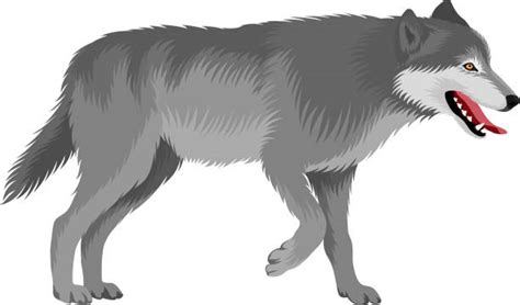 Wolf Pictures Clip Art 10 Free Cliparts Download Images On Clipground