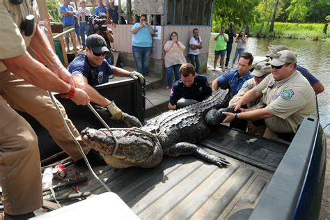 Officials Discover Dead Mans Remains In Carcass Of Shot Alligator