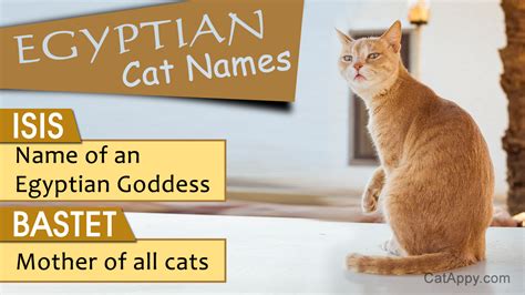 In the context of a political action, i would take this to mean someone (presumably a politician) proposing a solution to a problem that would rely heavily on somebody else actually doing the task. Unique Egyptian Cat Names with Their Meaning - Cat Appy