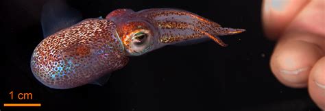 Hawaiian Squid Uses Jelly And Bacteria To Keep Eggs Safe New Research