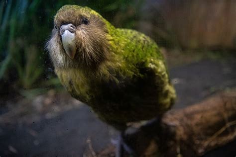 Fun Kakapo Facts For Kids