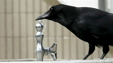 The Incredible Intelligence Of Crows Science View Tv Nhk World