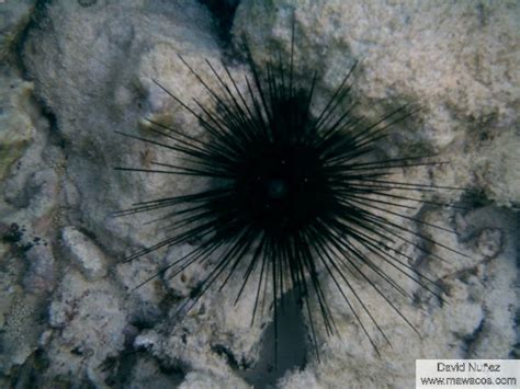 Erizo Diadema Diadema Sea Urchin