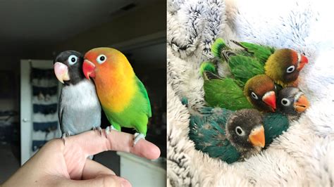 This Pair Of Lovebirds Had Four Multi Coloured Chicks And People Are