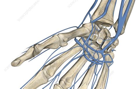 The Veins Of The Hand Stock Image C0081938 Science Photo Library