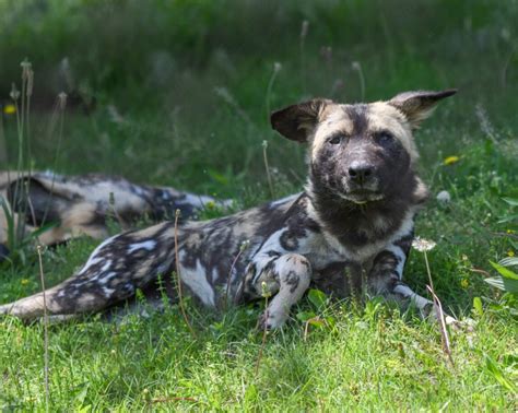 ‘our Pups Have Names Okc Zoo Names African Painted Dog Pups
