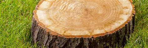 Industry leading stump removal specialists & qualified tree surgeons with a highly skilled in house team with over 25 years experience. Tree TX is a Tree Care Company in Austin, TX