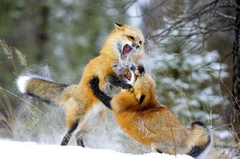 Red Foxes Fighting