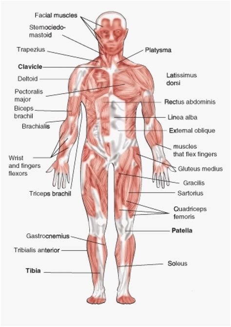 The muscular system is an organ system consisting of skeletal, smooth and cardiac muscles. Muscles Labeled Front And Back - Skeletal Muscular : A ...