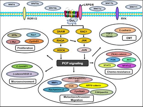 Overview Of Non Canonical Wnt Signaling Pathway In Cancer Pcp