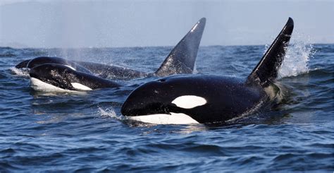 Killer Whales That Attack Great White Sharks Are Changing A Marine