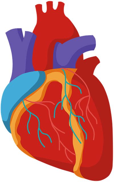 Coração Órgão Anatomia Gráfico Vetorial Grátis No Pixabay Pixabay
