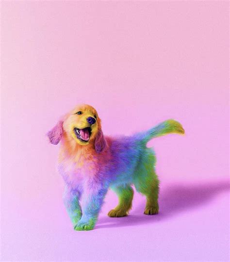 Rainbow Dog Wallpapers Wallpaper Cave