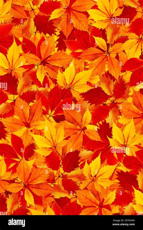Fall Colorful Autumn Leaves Background Stock Photo Alamy
