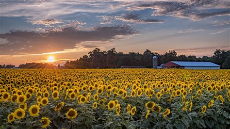 Here are some helpful navigation tips and features. Massive 20-acre Michigan sunflower field blooms for the ...