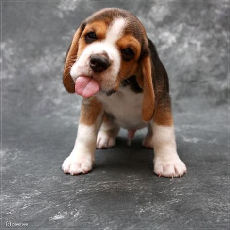 Vetsnorthsomerset Funny Cute Puppy Beagles De Todos