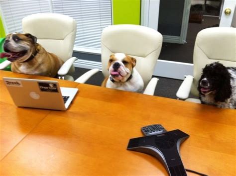330 Pm Meeting Time Where You Smile Yourself Awake Working Dogs