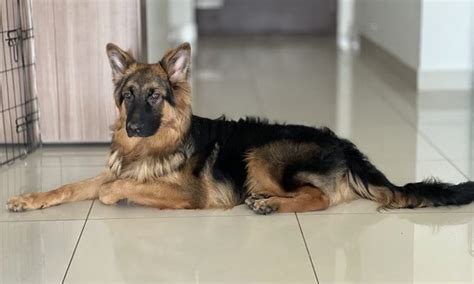 How To Take Care Of A 9 Month Old German Shepherd Anything German